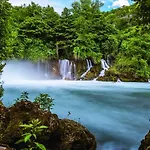 Maslina Daire Bilice